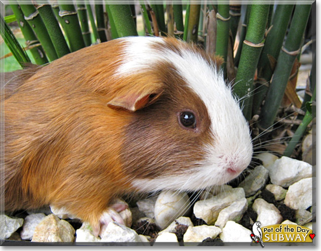 Subway, the Pet of the Day Subway, the Pet of the Day