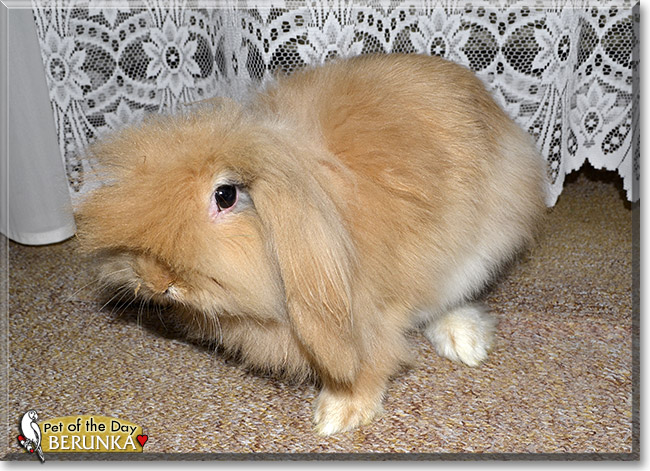 Berunka, the Pet of the Day