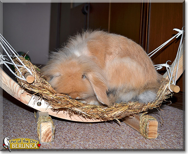 Berunka, the Pet of the Day