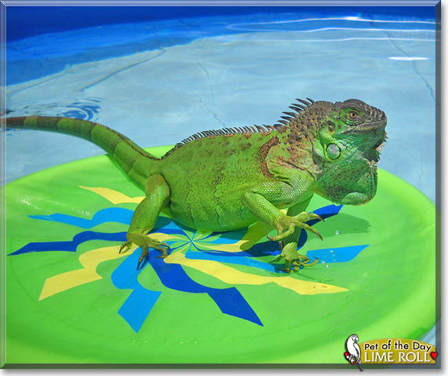 Lime Roll, the Pet of the Day Lime Roll, the Pet of the Day
