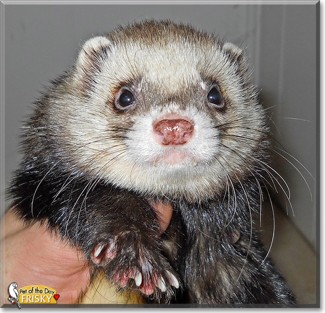 Frisky Lucius, the Pet of the Day Frisky Lucius, the Pet of the Day