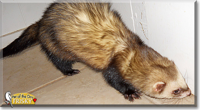 Frisky Lucius, the Pet of the Day Frisky Lucius, the Pet of the Day