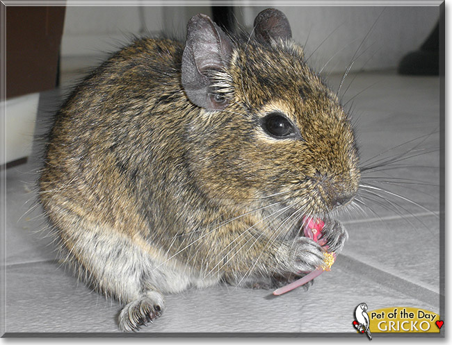 Gricko, the Pet of the Day Gricko, the Pet of the Day