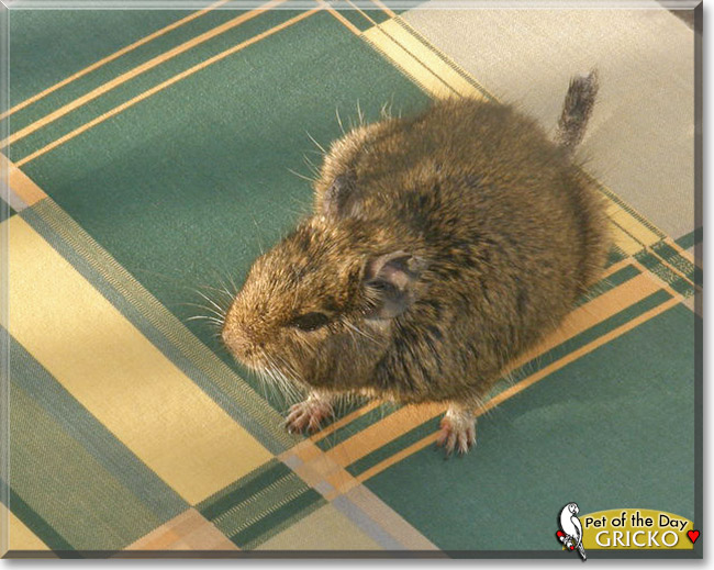 Gricko, the Pet of the Day Gricko, the Pet of the Day