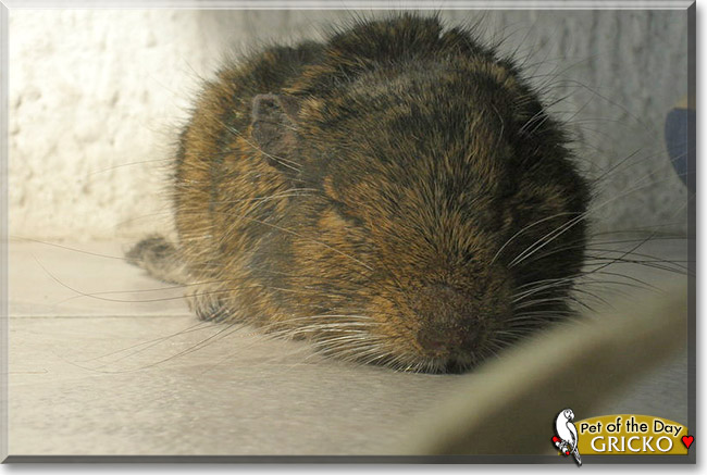 Gricko, the Pet of the Day Gricko, the Pet of the Day