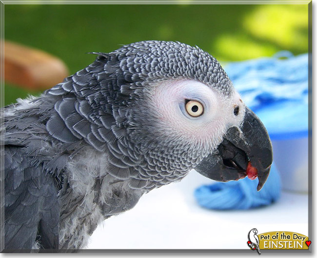 Einstein, the Pet of the Day Einstein, the Pet of the Day
