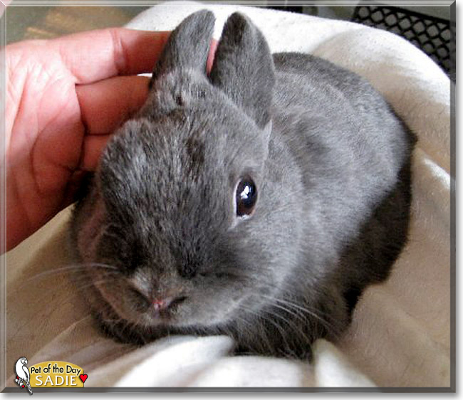 Sadie, the Pet of the Day Sadie, the Pet of the Day