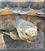 Darwin the African Spur Thigh Tortoise