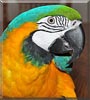 Mac the Blue and Gold Macaw