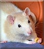 Piper the Beige hooded Fancy Rat