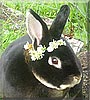 Black Berry the Rex Rabbit