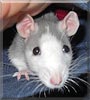 Ember the Domestic Rat