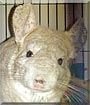 Lucy the Hetero Beige Chinchilla