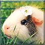 Sakura the Guinea Pig