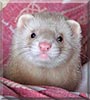 Martini the Pastel ferret