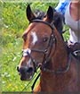 Shakira the Austrian Warmblood