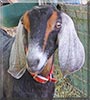 Mary the Nubian Goat