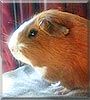 Dixi the Short Haired Guinea Pig