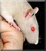 Saoirse the Fancy rat