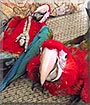 ReaRea, Miri the Greenwing Macaw