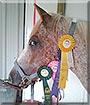 Rusty the Appaloosa