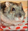 Krümel the Hungarian Dwarf Hamster