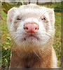 Mr. Pickles the Ferret