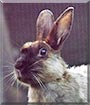 Cuddles the Rabbit