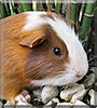 Subway the Guinea Pig