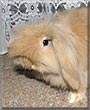 Subway the Guinea Pig