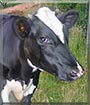 Bubble Gums the Holstein steer