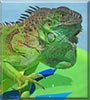 Lime Roll the Green Iguana