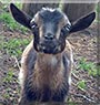 Hugo the Nigerian Dwarf Goat