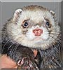 Frisky Lucius the Ferret