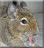 Gricko the Degu