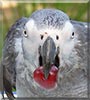 Einstein the African Gray Parrot