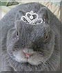 Sadie the Netherland Dwarf rabbit