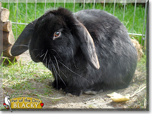 Blacky, the Pet of the Day Blacky, the Pet of the Day