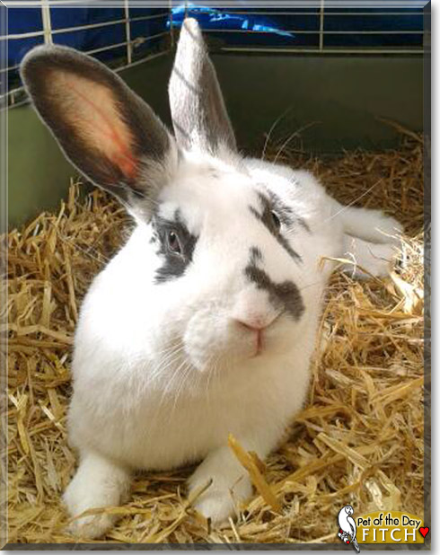 Fitch, the Pet of the Day Fitch, the Pet of the Day