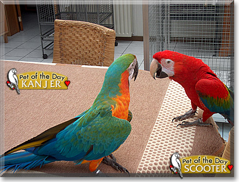 Kanjer, Scooter, the Pet of the Day
