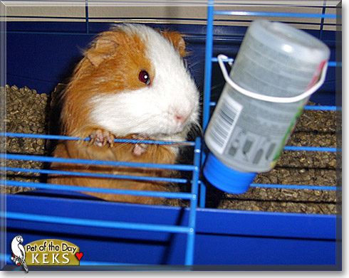 Keks, the Pet of the Day