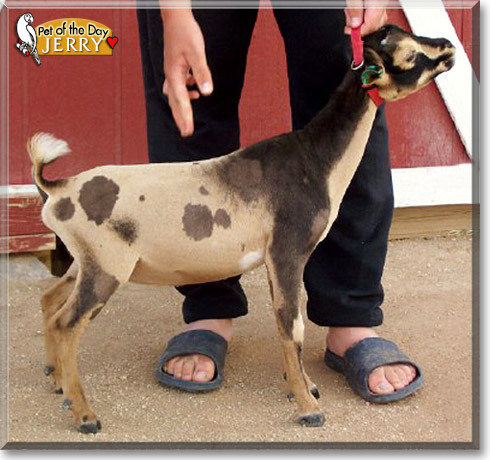 Jerry, the Pet of the Day Jerry, the Pet of the Day