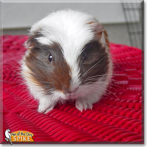 Spike, the Pet of the Day Spike, the Pet of the Day