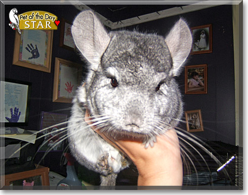 Star, the Pet of the Day Star, the Pet of the Day