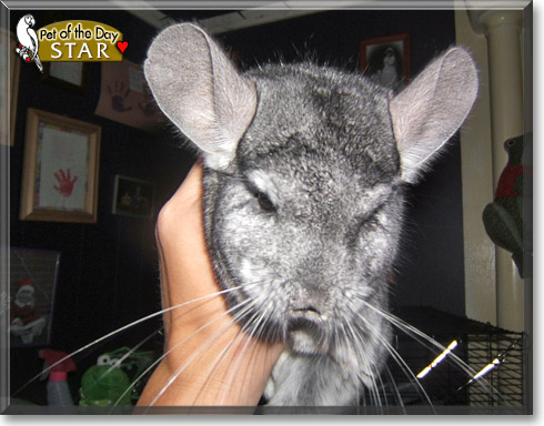 Star, the Pet of the Day Star, the Pet of the Day