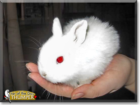 Thumper, the Pet of the Day