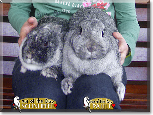 Schnuffel, Pauli, the Pet of the Day Schnuffel, Pauli, the Pet of the Day