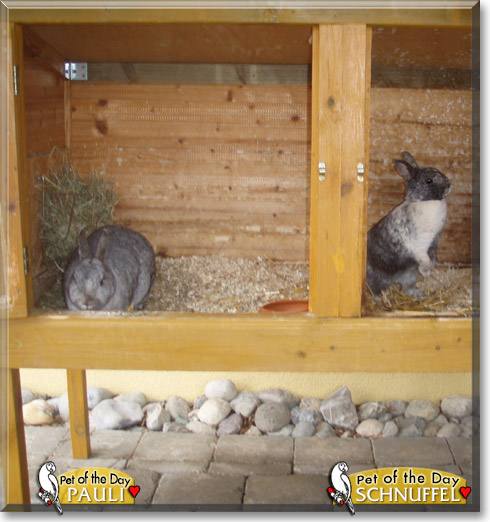Schnuffel, Pauli, the Pet of the Day