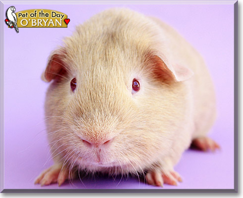 O'Bryan, the Pet of the Day O'Bryan, the Pet of the Day