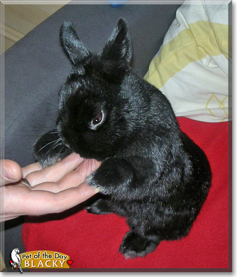 Blacky, the Pet of the Day Blacky, the Pet of the Day